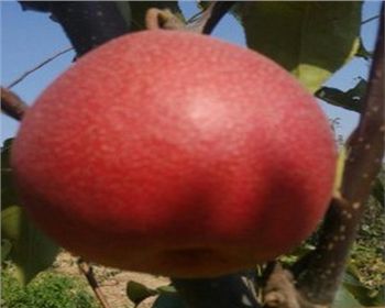 安徽梨樹苗[紅梨一號]